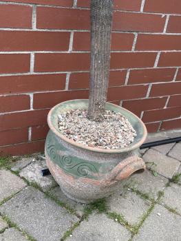 Preview: Espostoa lanata
